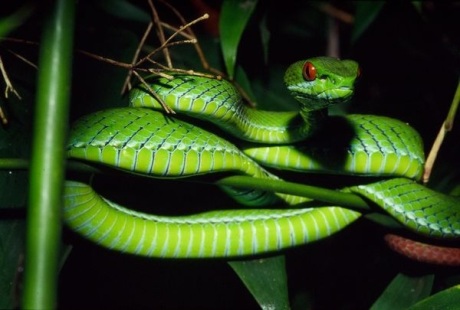 Ruby-eyed Green Pit Viper